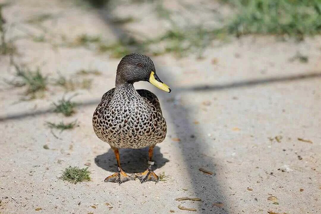 Yellow Billed Duck